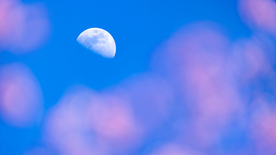 The half-moon shines over a flower garden against a blue sky in the background, with blurred pink flowers in the foreground.