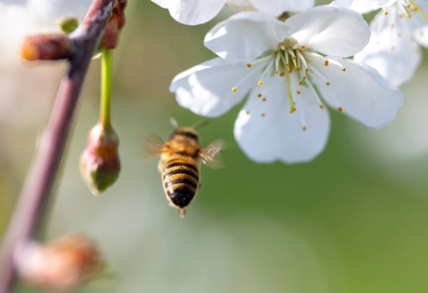 istock A bee flies near a tree flower in spring 2075056018