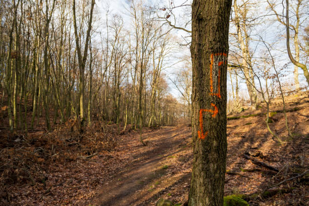 istock Red marks on tree trunk in autumn forest. Sunny weather. 2075062465