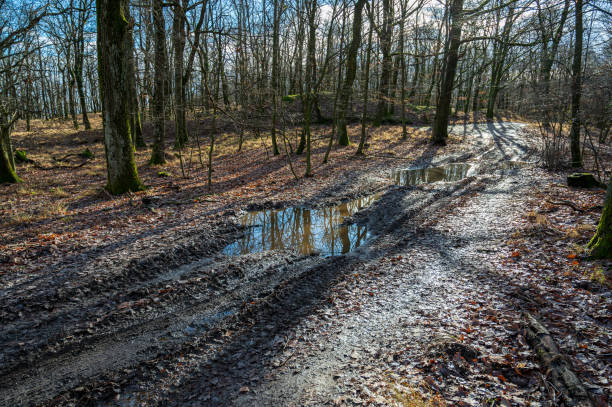 Unpaved road with mud and puddle in autumn forest. Sunny weather.