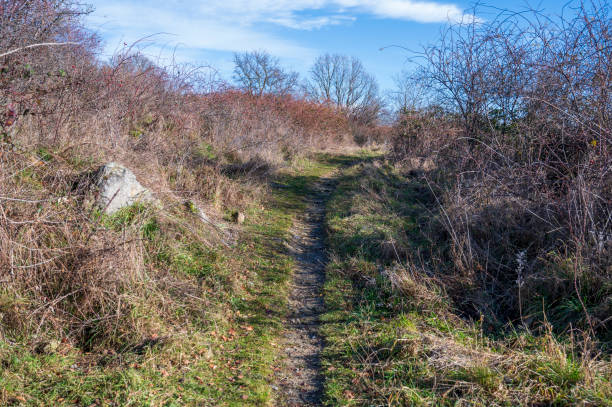 istock Trodden path in the grass between the bushes. Blue sky with white clouds. 2075067541