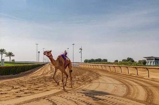 Camels on traditional desert safari festival in abqaiq Saudi Arabia. 10-Jan-2020.