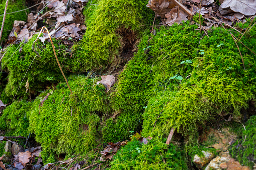 Detail of green moss in forest. Blurred background.
