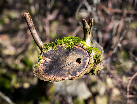 Detail of old cut cross-section of a tree. Blurred background.