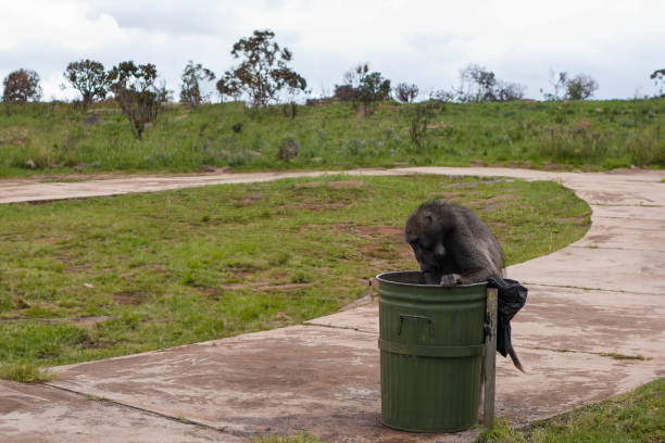 A solitary baboon is pictured intently searching through a green trash bin, possibly for food, with an expanse of green open space and cloudy skies in the background.