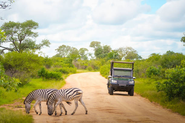 istock Grazing zebras standing on road in savanna 2075075417