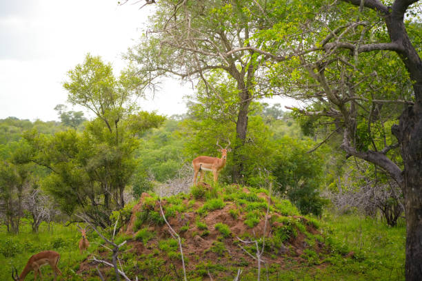 Kruger National Park.