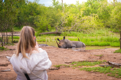 A woman is seen photographing a rhinoceros that is resting in the water, capturing a unique moment in the natural habitat.
