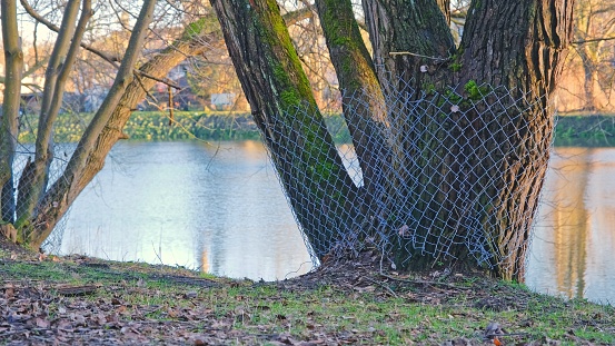 Park Tree Trunk Secured with Protective Wire Mesh to Prevent it from Damaging By Wildlife Beaver Animal