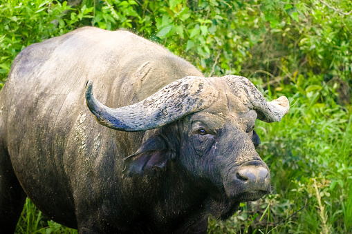 A majestic African buffalo stands with a vigilant gaze amid lush greenery. Its powerful frame and large curved horns are characteristic of the species. The buffalos keen eyes watch over the landscape, hinting at the untamed essence of its natural habitat.