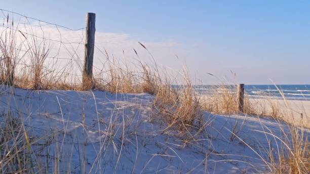 istock Wild Grass on Seashore Beach Sand Dunes on Sunny Windy Day 2075080021