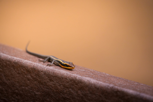 A slender lizard is captured while it enjoys the warmth of a smooth, brown surface as the light of the setting sun bathes the scene in a soft, golden hue, highlighting the reptiles distinctive yellow stripes and texture of its skin.