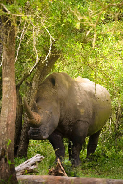 istock Serene Rhino in a Lush Green Forest 2075091497