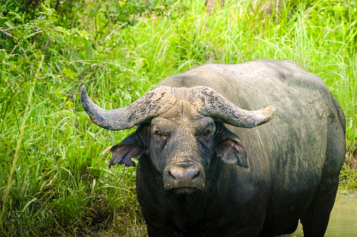 A powerful water buffalo stands resolutely in a shallow body of water, its massive form creating a striking image against the river backdrop.