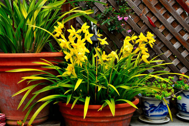 istock Potted Yellow Cymbidium Orchids 2075097297