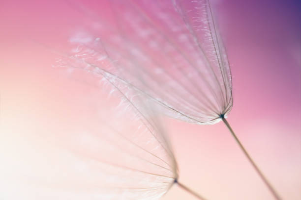 istock White dandelion in a forest against the pink sky at sunset. Macro image. Abstract nature background 2075097741