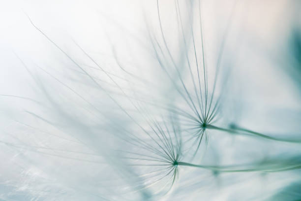 istock White dandelion in a forest at sunset. Abstract nature background 2075097750