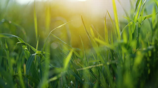 Springtime meadow. Beautiful meadow with fresh grass, shallow depth of field