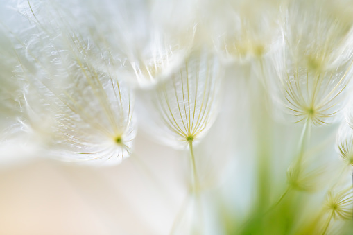 White dandelion in a forest at sunset. Macro image, shallow depth of field. Abstract summer nature background