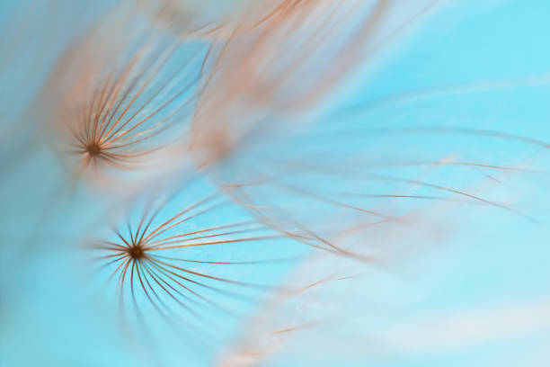 istock Beautiful dandelion in a forest against the blue sky at sunset. Macro image, 2075097756