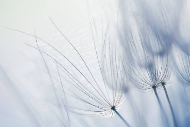 istock Big white dandelion in a forest at sunset. Macro image. Abstract nature background 2075097761