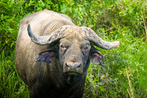 Domestic water buffalo with horns standing amidst lush greenery in nature on summer day and looking at camera