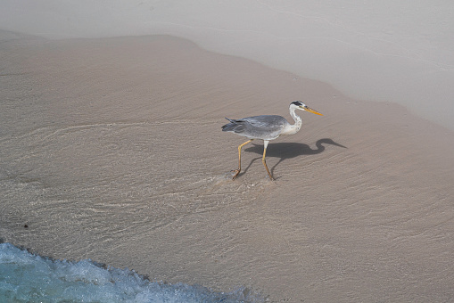 Cute gray heron walks along a sandy beach.