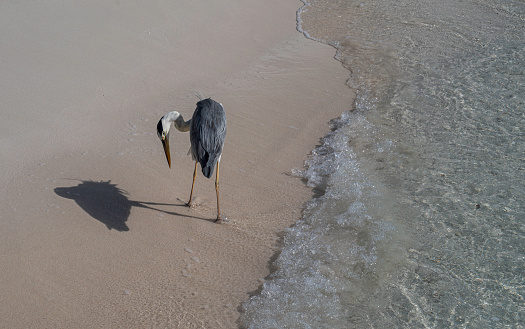 Cute gray heron walks along a sandy beach.