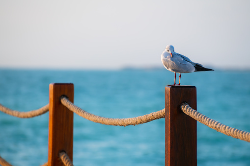 Seagull sitting on the wooden fence on the beach at sunset. Summer travel and vacation background