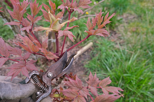A gloved hand holds pruning shears and cut a bush branch. A peony branch.