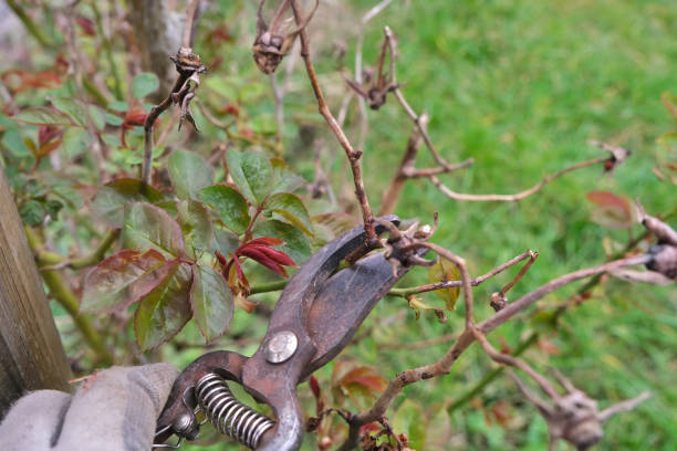 istock A gloved hand holds pruning shears and cut a bush branch. 2075120153