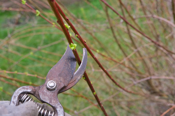 A gloved hand holds pruning shears and cut a bush branch. A Willow branch.