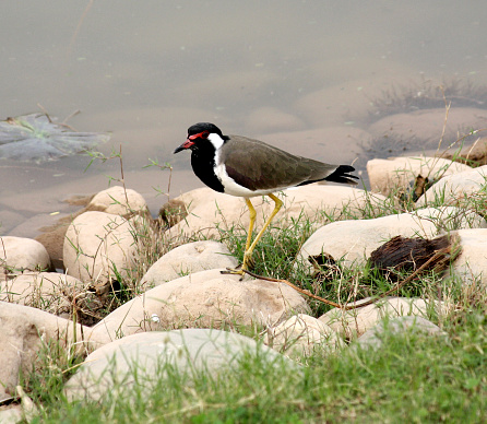 Red-wattled lapwing (Vanellus indicus), also known as did-he-do-it bird, is an Asian lapwing or large plover, a wader in the family Charadriidae. Like other lapwings they are also ground-dwelling birds that are incapable of perching. They have characteristic loud alarm call. Usually seen in pairs or small groups and usually not far from water they sometimes form large aggregations in the non-breeding season (winter). They nest on ground and lay three to four camouflaged eggs. Adults stay near the nest and fly around, diving at potential predators while calling noisily. The cryptically patterned chicks hatch and immediately follow their parents to feed, hiding by lying low on the ground or in the grass when threatened.