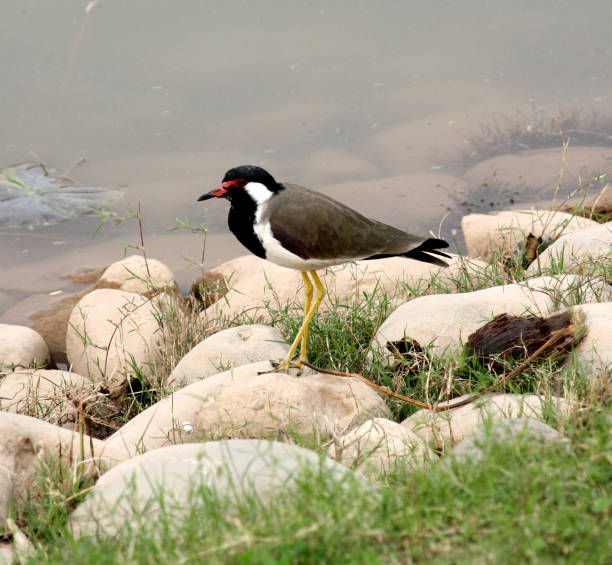 호숫가에 앉아있는 붉은 왓틀 랩윙 (vanellus indicus) : (pix sanjiv shukla) - bib necklace 뉴스 사진 이미지