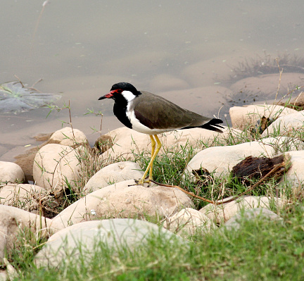 Red-wattled lapwing (Vanellus indicus), also known as did-he-do-it bird, is an Asian lapwing or large plover, a wader in the family Charadriidae. Like other lapwings they are also ground-dwelling birds that are incapable of perching. They have characteristic loud alarm call. Usually seen in pairs or small groups and usually not far from water they sometimes form large aggregations in the non-breeding season (winter). They nest on ground and lay three to four camouflaged eggs. Adults stay near the nest and fly around, diving at potential predators while calling noisily. The cryptically patterned chicks hatch and immediately follow their parents to feed, hiding by lying low on the ground or in the grass when threatened.