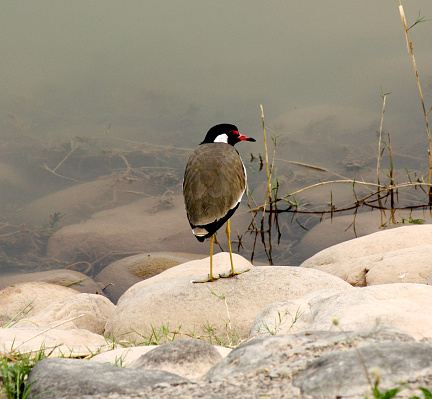 Red-wattled lapwing (Vanellus indicus), also known as did-he-do-it bird, is an Asian lapwing or large plover, a wader in the family Charadriidae. Like other lapwings they are also ground-dwelling birds that are incapable of perching. They have characteristic loud alarm call. Usually seen in pairs or small groups and usually not far from water they sometimes form large aggregations in the non-breeding season (winter). They nest on ground and lay three to four camouflaged eggs. Adults stay near the nest and fly around, diving at potential predators while calling noisily. The cryptically patterned chicks hatch and immediately follow their parents to feed, hiding by lying low on the ground or in the grass when threatened.