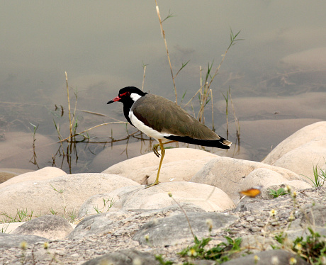 Red-wattled lapwing (Vanellus indicus), also known as did-he-do-it bird, is an Asian lapwing or large plover, a wader in the family Charadriidae. Like other lapwings they are also ground-dwelling birds that are incapable of perching. They have characteristic loud alarm call. Usually seen in pairs or small groups and usually not far from water they sometimes form large aggregations in the non-breeding season (winter). They nest on ground and lay three to four camouflaged eggs. Adults stay near the nest and fly around, diving at potential predators while calling noisily. The cryptically patterned chicks hatch and immediately follow their parents to feed, hiding by lying low on the ground or in the grass when threatened.