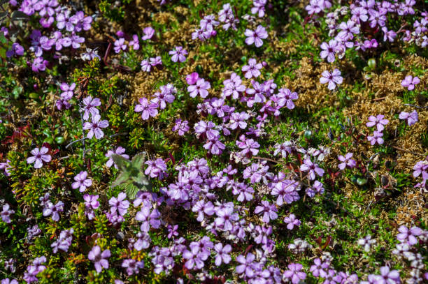 istock Purple flowers Silene acaulis 2075152537