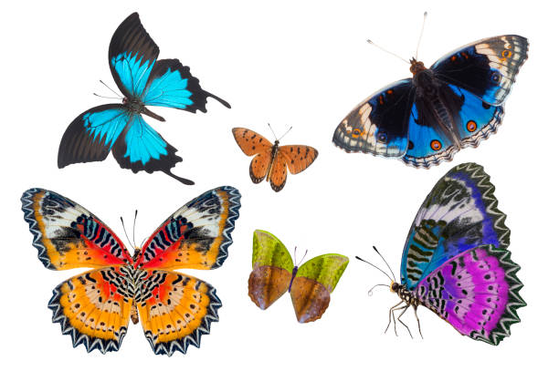 istock Beautiful butterfly on white background 2075154717