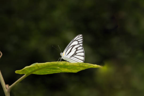 A brown butterfly is sitting on a green leaf.