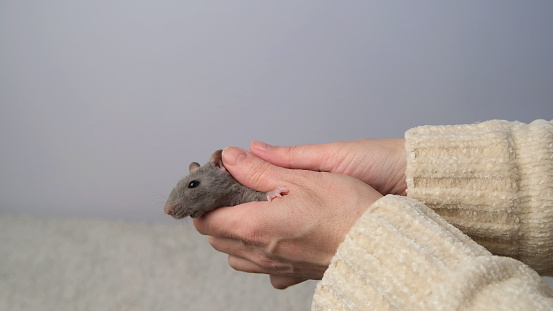 Gray rat in the hands.