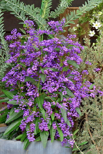 Hardenbergia violacea, also known as purple coral pea, is a well known climber or twining shrub, native to Australia, with purple, or occasionally pink or white, flowers and glossy green leaves. Its stems reach up to 2 meters long.
