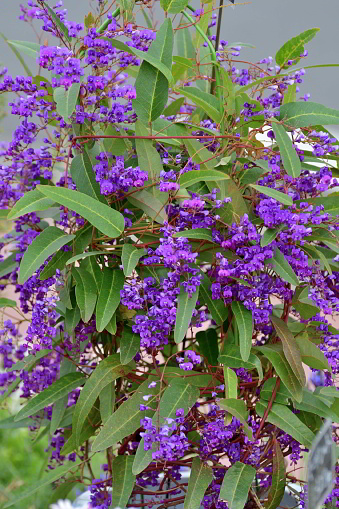 Hardenbergia violacea, also known as purple coral pea, is a well known climber or twining shrub, native to Australia, with purple, or occasionally pink or white, flowers and glossy green leaves. Its stems reach up to 2 meters long.