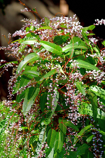 Hardenbergia violacea, also known as purple coral pea, is a well known climber or twining shrub, native to Australia, with purple, or occasionally pink or white, flowers and glossy green leaves. Its stems reach up to 2 meters long.