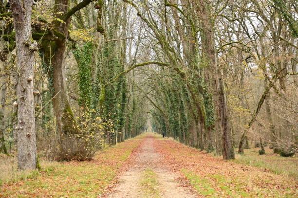 istock Dirt path winding through a forest with fallen leaves scattered on the ground. 2075172893