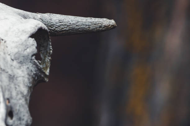 Abstract concept background featuring a close-up of a cow skull