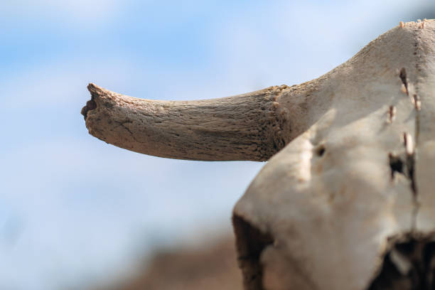 abstract concept background featuring a close-up of a cow skull - horned death dead texas longhorn cattle foto e immagini stock