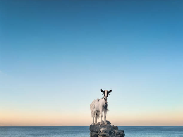 Goats standing on old ruins by the sea (Agua Roumeli, Crete).