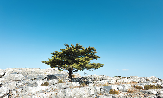 Tree growing from the granite rock on top of Kofinas mountain in Crete, Greece.