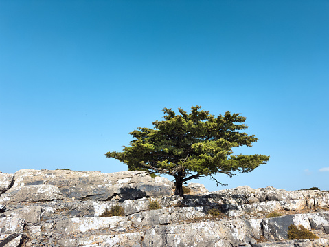 Tree growing from the granite rock on top of Kofinas mountain in Crete, Greece.
